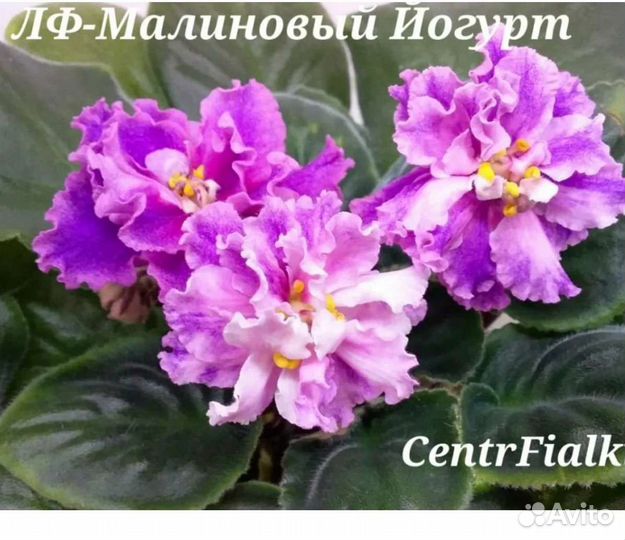 Фиалка, герань, каланхоэ