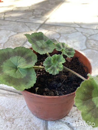 Пеларгония герань