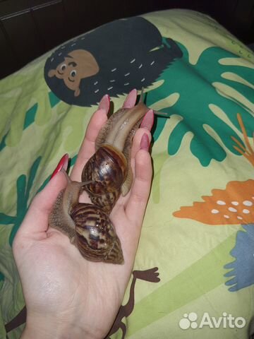 Улитки ахатины