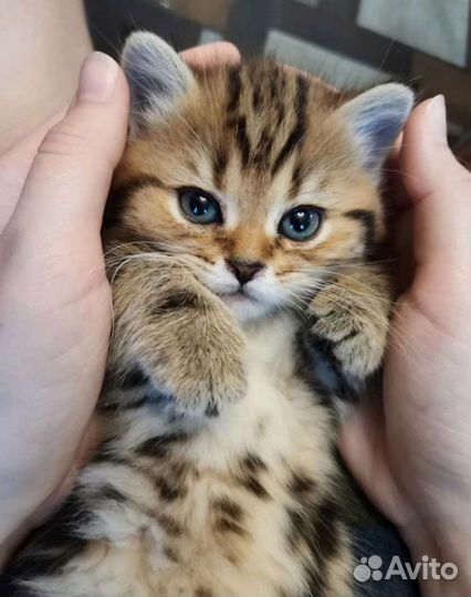 Ми-мишки котята