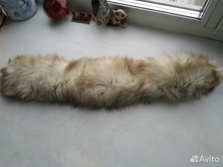 Шкурка песец