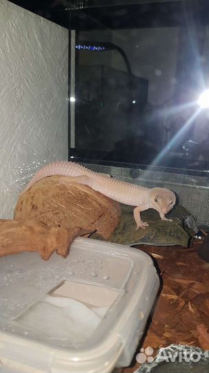 Геккон эублефар