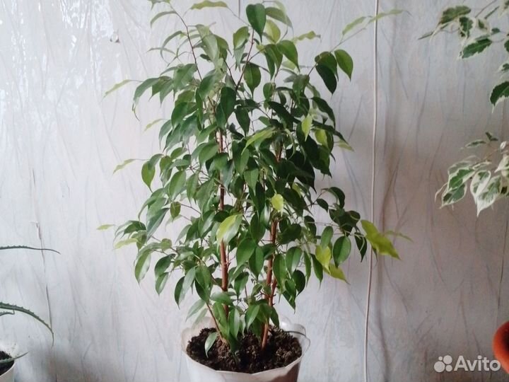 Фикус бенджамина