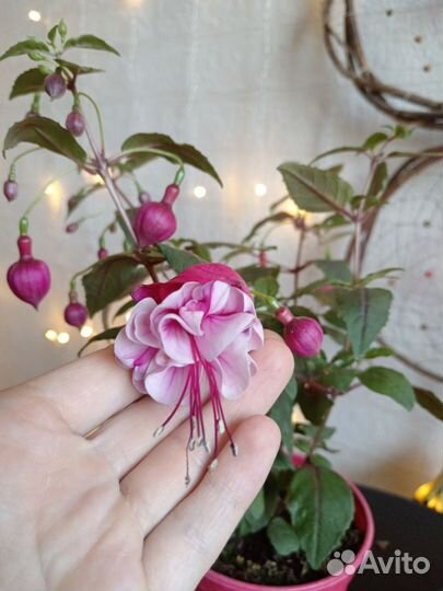 Фуксии, цветы, хамедорея, пальма, растения