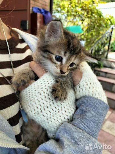 Котята бесплатно