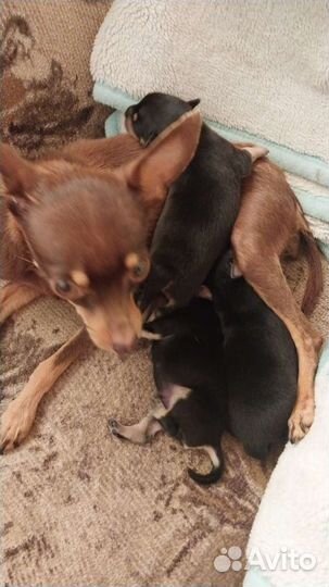 Мини той-терьер щенки