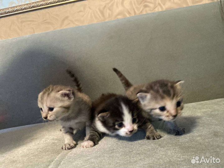 Шотландские котята