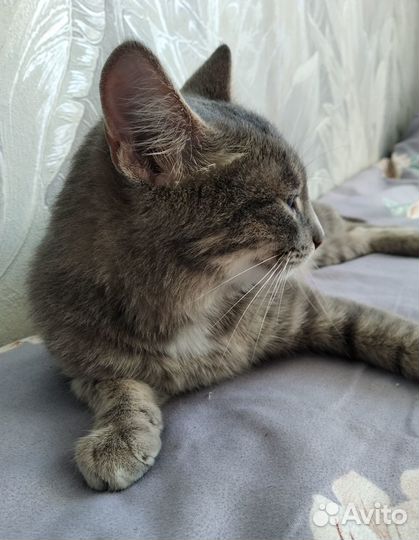 Отдам в добрые руки