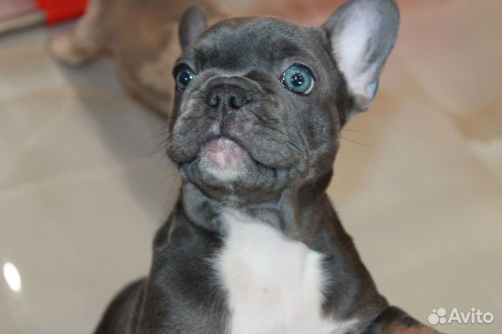 Французский бульдог