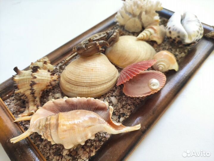 Морские ракушки раковины