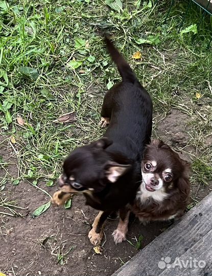 Чихуахуа подрощенный мальчик