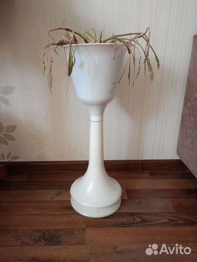 Комнатное растение в дар