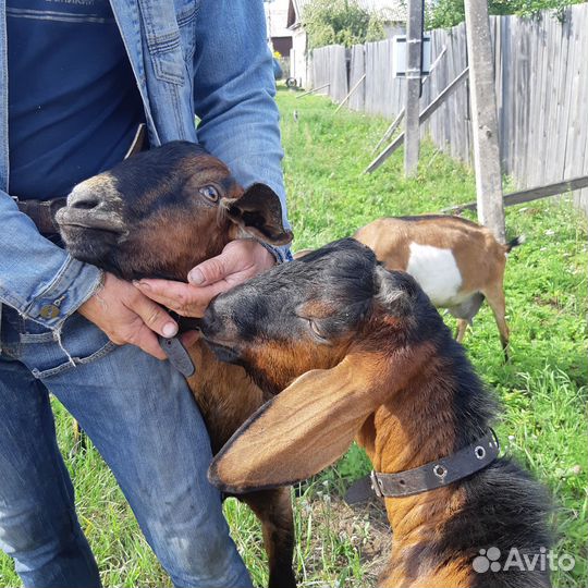Нубийский козел