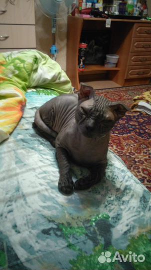 Вязка кошек