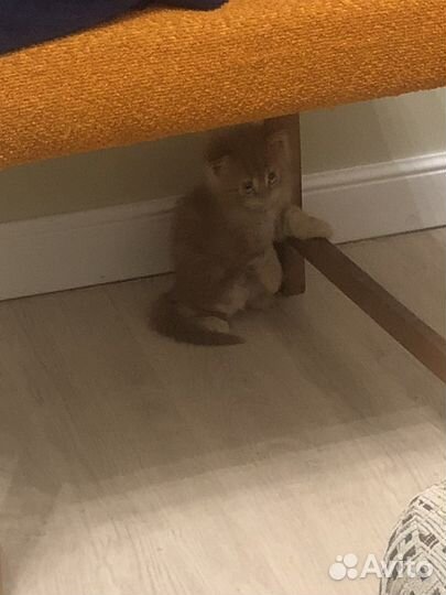 Котята мэйн кун