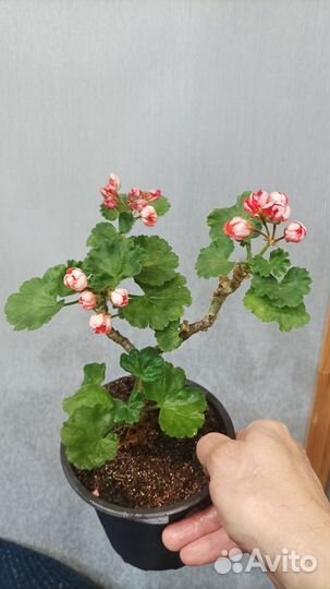 Пеларгония