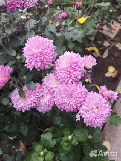 Кустики хризантемы мультифлора жёлтая, сиреневая