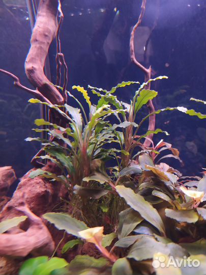 Буцефаландры