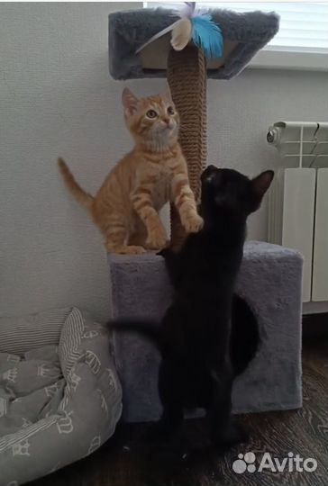 Котенок