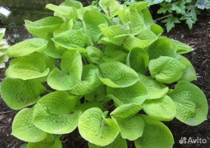 Хоста растение