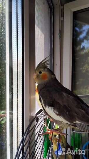 Птенец корелла