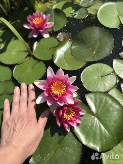 Нимфеи для пруда