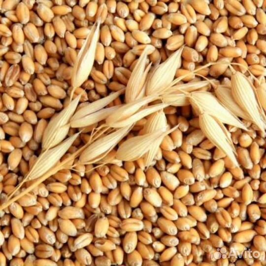 Зерно пшеница ячмень