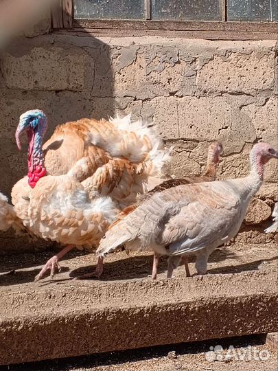 Инкубационное яйцо индейки