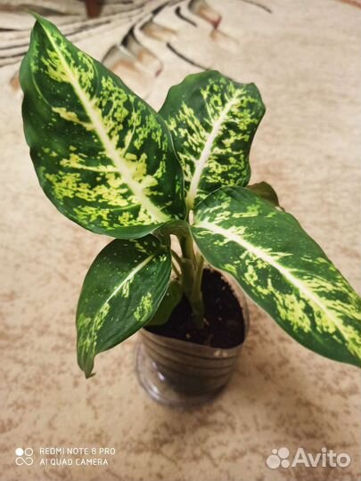 Диффенбахия