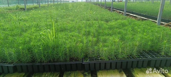 Сеянцы сосны обыкновенной зкс от производителя