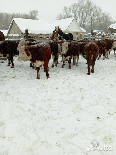 Быки на племя