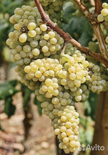 Девичий виноград