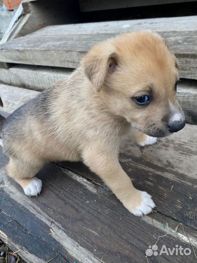 Щенки