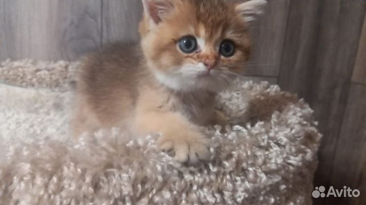 Шотландские котята