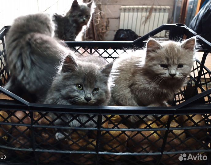 Британские котята