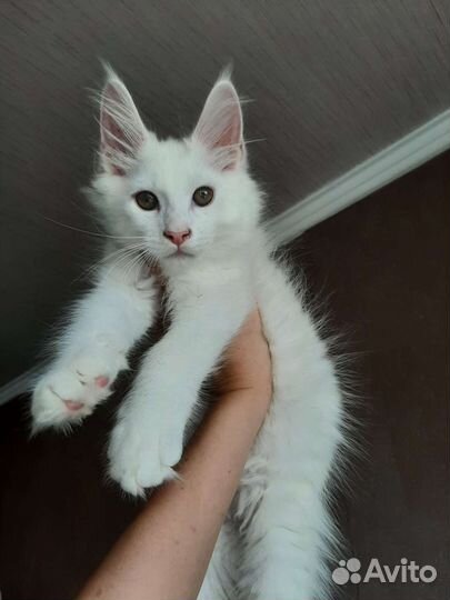 Белые коты куны