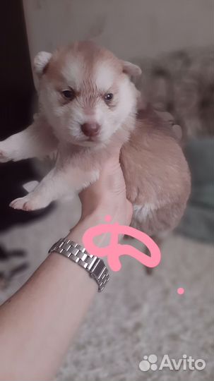 Щенки хаски