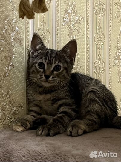 Котята в добрые руки приучены к лотку
