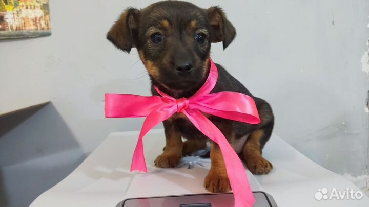 Щенята мелкой породы