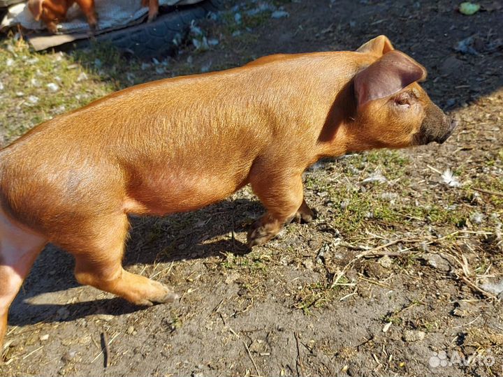 Продам поросят,породы Дюрок