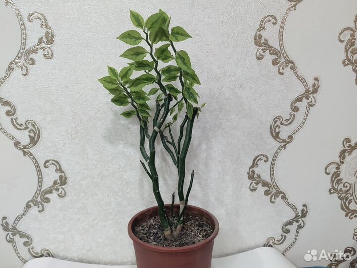 Цветок педилантус