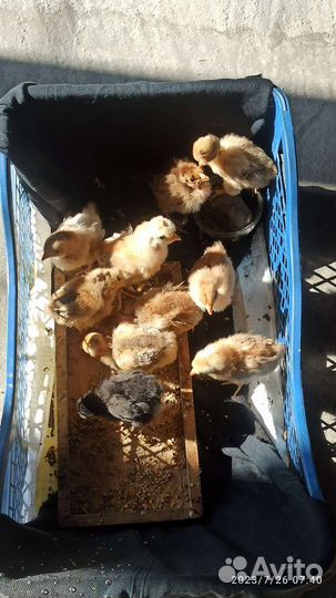 Цыплята домашние