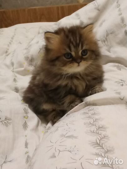 Котенок девочка