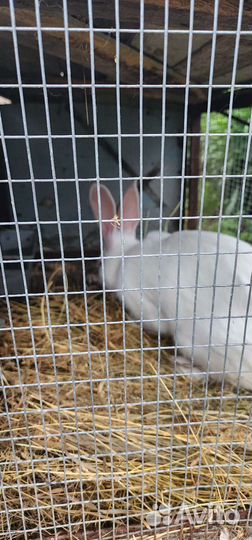 Кролики на мясо