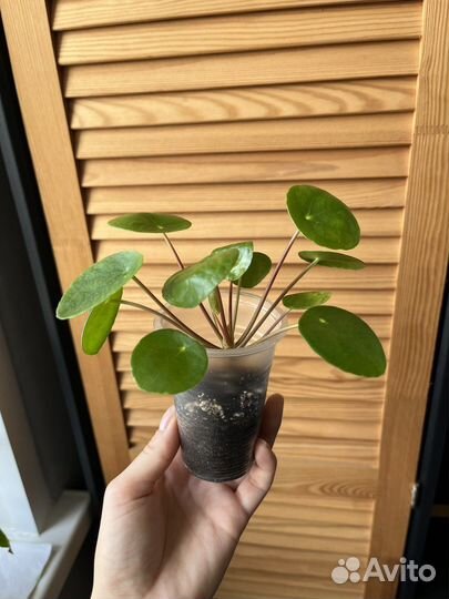 Пилея пеперомиевидная