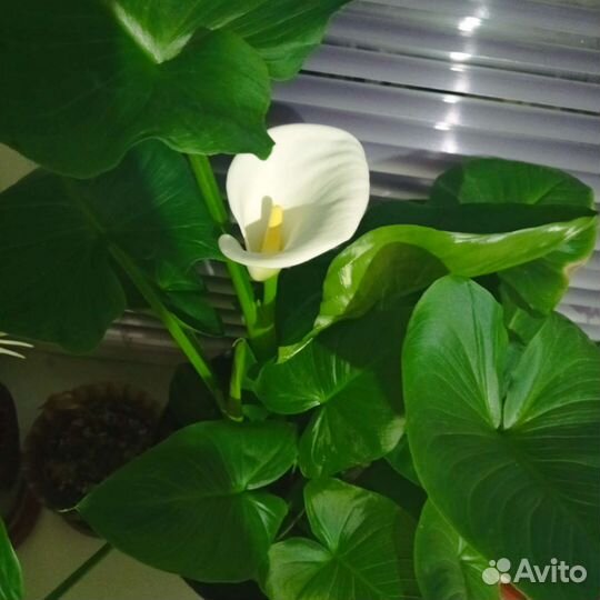 Комнатные цветы калла