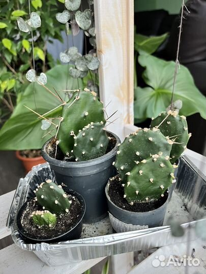 Кактус опунция