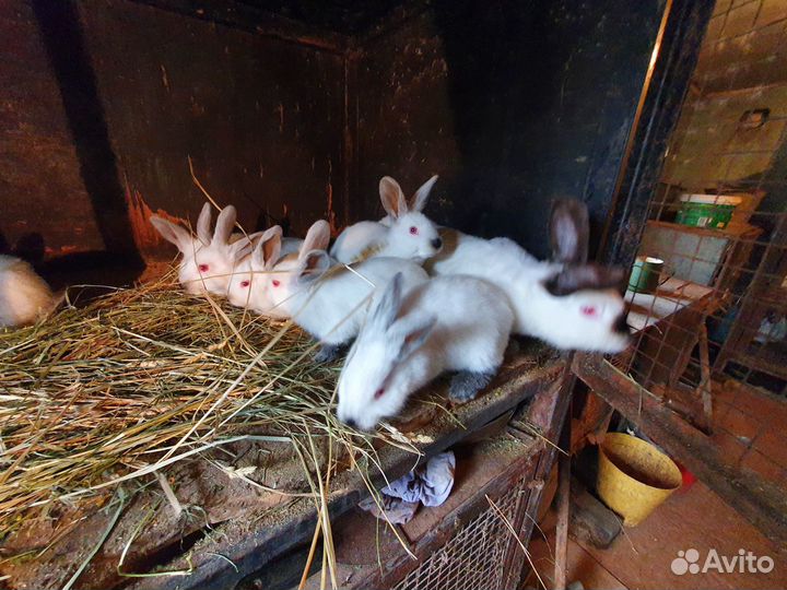 Продаются кролики