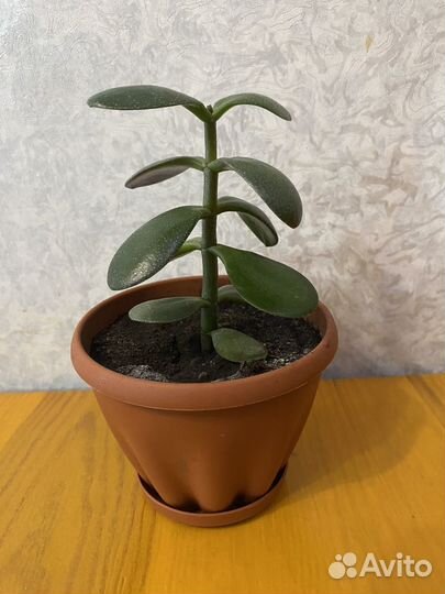 Денежное дерево