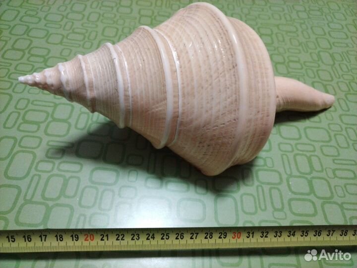 Раковина Австралийский Трубач 30 см